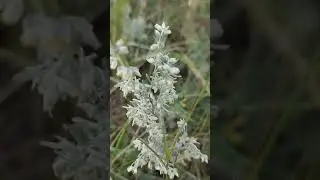 Собираем травы даже в сентябре