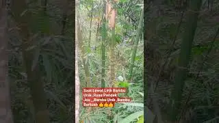 Bambu Unik Ruas Pendek #bambuunikbertuah #bambucombong #bambupetukasli #adadishorts