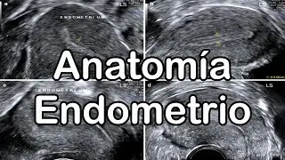 Anatomía del Endometrio