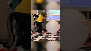 Big Balloon Pop at Fursuit Mario Party Game 