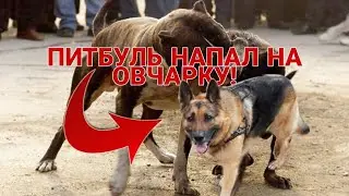 ДРАКА ПИТБУЛЯ С ОВЧАРКОЙ +18