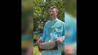 Вот почему нужно содержать правильных пчел