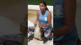 Don't try this at home kids 🫣 #ytshorts #gators #animals #stunt #dangerous #reptiles #beastly