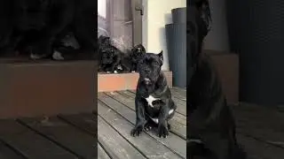 These Corso puppies will make you fall in love with them 🥰  #canecorso #canecorsopuppy