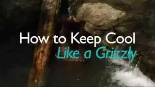 How to Keep Cool: Like a Grizzly Bear