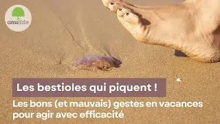Abeilles, guêpes, méduses… Les bons (et mauvais) gestes en vacances pour agir avec efficacité