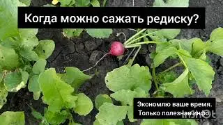 Когда можно сажать редиску? Как вырастить редиску. Можно ли сажать редиску летом