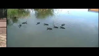 Казачий Дозор