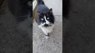 Появилась беременная кошка 