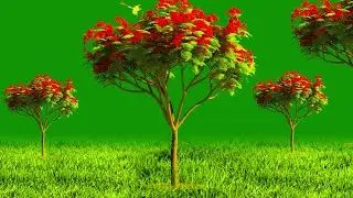 Green Screen Background Video / Tree Green Screen / Garden Effect Green Screen /Green Screen Effects