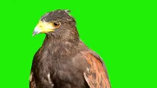 Eagle 🦅 Green Screen Background Video || Former Green Screen Background