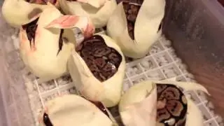New Ball Python Morph Seen For First Time!!