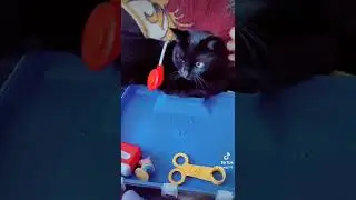 Хорошо быть черной кошкой. Маленькая черная кошка Снежок.