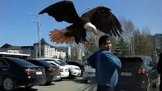 Автоподстава от пешехода или....?