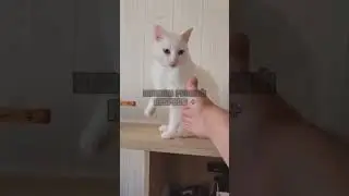 UNUSUAL RANDOM MEMES COMPILATION V63  #memes #shorts