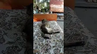 #кот Мотя привожу себя в порядок1#сентября