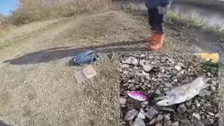 Немного хищника на вечерке
