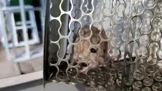Mini Rat 🐀 🤪 Trap in pinjra