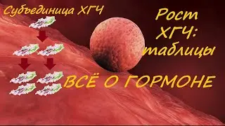 ХГЧ: когда сдавать?//Рост уровня ХГЧ по дням//Таблицы
