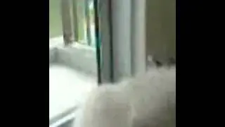 Cats And Rabbit Playing!