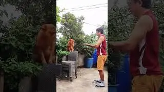choco masunurin talaga up and down magic  #shortsviral #shorts
