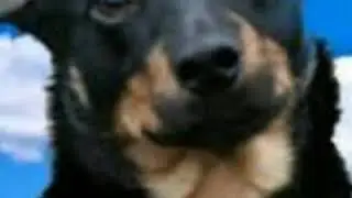 Юми и Илай мэджык пэтс Аня