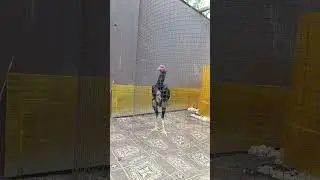 о шамо