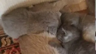 Ксюша с котятами нам 1 месяц кошка кошка и котята