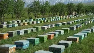 Перспективи промислового бджільництва України