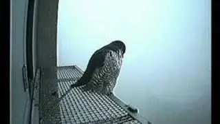 Peregrine Falcons in Zwolle Wednesday February 13, 2008