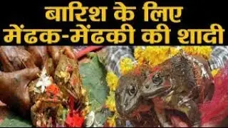 बेंग-बेंगुची के बियाह/medhak medhaki  ke biyah