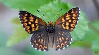 Люцина (Hamearis lucina)