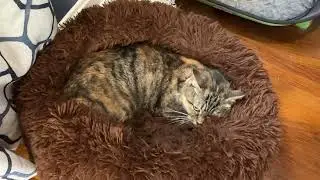 a croissant with mittens