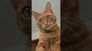 ❤️Кот Артём❤️
