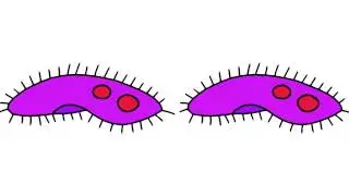 Unicellular and Multicellular