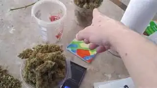 quarter pound autoflower, trimming and wheighing out the GSC from fadtbuds420,PART 17..21+only