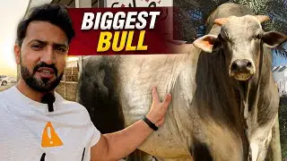 12000 Riyal 🦬 9 Lakh Ka Bull in Makkah Bakra Mandi (Brazilian Bull) 🐫 Pehle Camel Dekha'' Pher Khaya