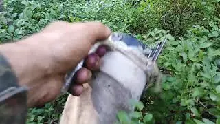 18.07.2021г. Разведка черничних местяков...
