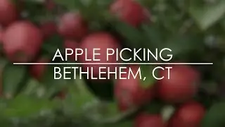 Apple Picking - March Farm, Bethlehem, CT