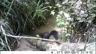 Scoiattolo indaffarato ripreso con fototrappola economica Apeman h55
