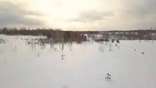 Гора Колесникова, Лесосибирск, Ирбис