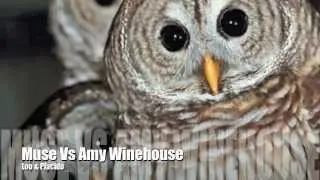 MASHUP: Muse Vs Amy Winehouse | 