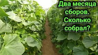 Two months of picking cucumbers. How many did you pick?