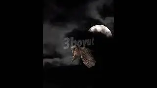 Gece uçan baykuş
