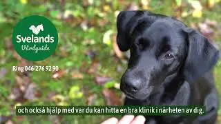 Svelands Lilla Försäkringsskola - Del 2: Premie, vad innebär det?