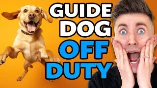 What happens when a GUIDE DOG is off-duty?