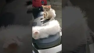Cute baby cat