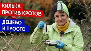 Килька против кротов - дешево и просто