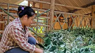 Make steps and prepare equipment to raise silkworms in the new house/Life from nature