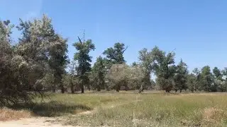 Днепряны, Новая Каховка, сухие плавни, река Днепр